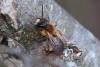 299286 – Photo : Olivier Pouvreau – France (86)